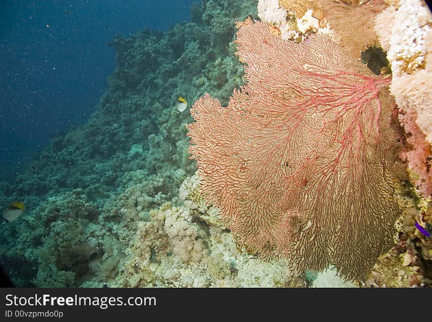 Seafan, coral and fish taken in Na'ama Bay.