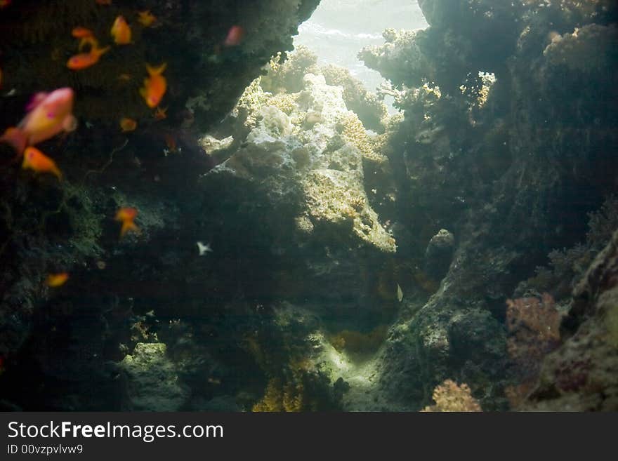 Coral and fish