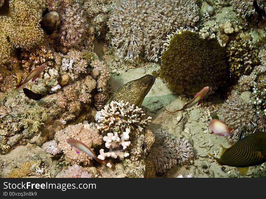 Yellowmargin moray ( gymnothorax flavimarginatus) taken in Na'ama Bay.