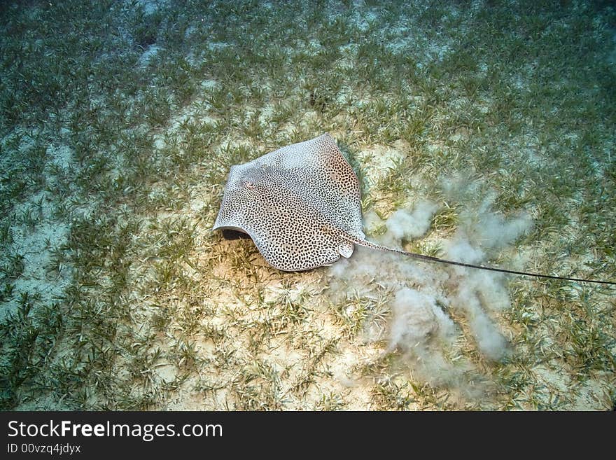 Darkspotted stingray ( himantura uarnak)