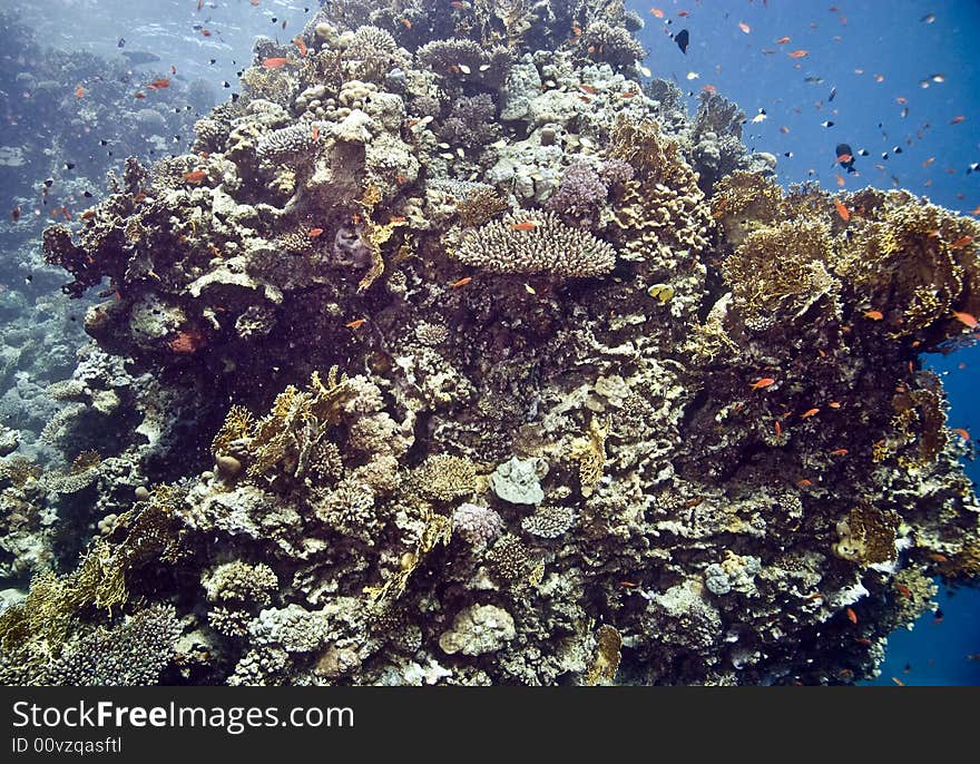 Coral and fish taken in Na'ama Bay.