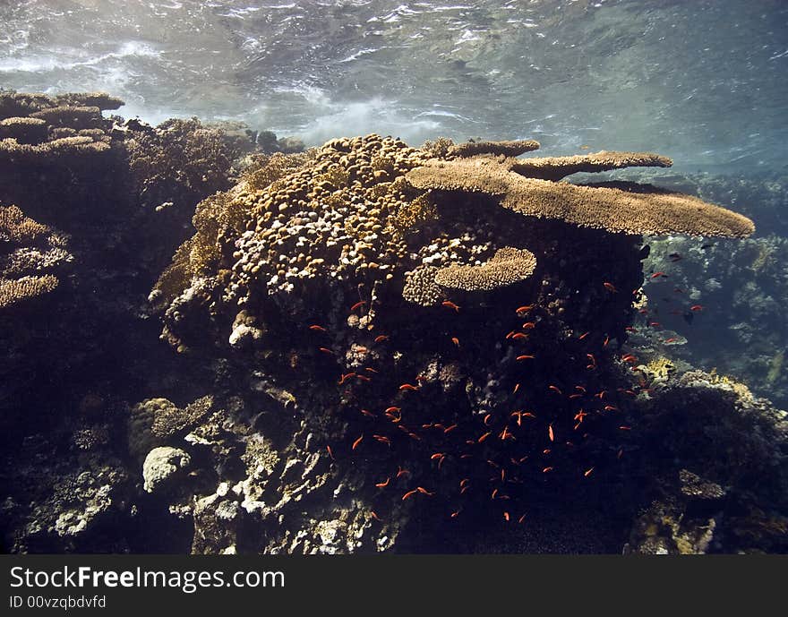 Coral and fish taken in Na'ama Bay.