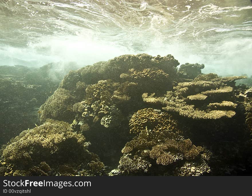 Coral and fish taken in Na'ama Bay.