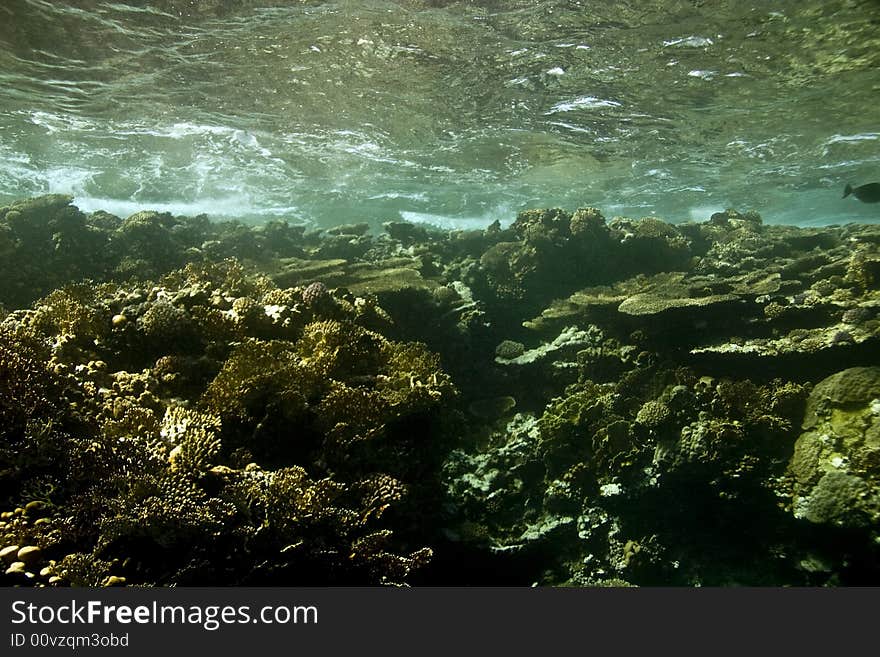 Coral and fish