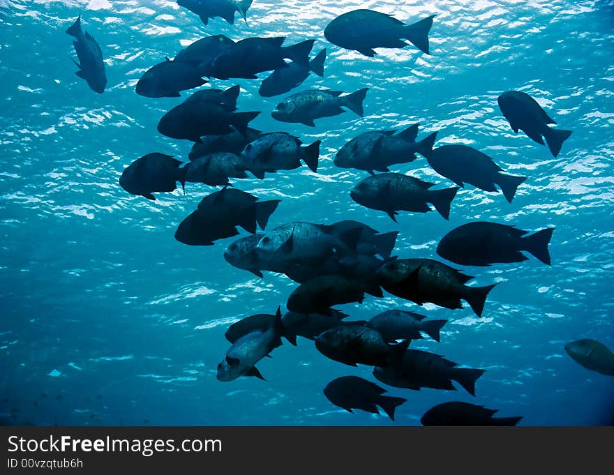 Black and white snapper (Macolor niger) taken in Na'ama Bay.