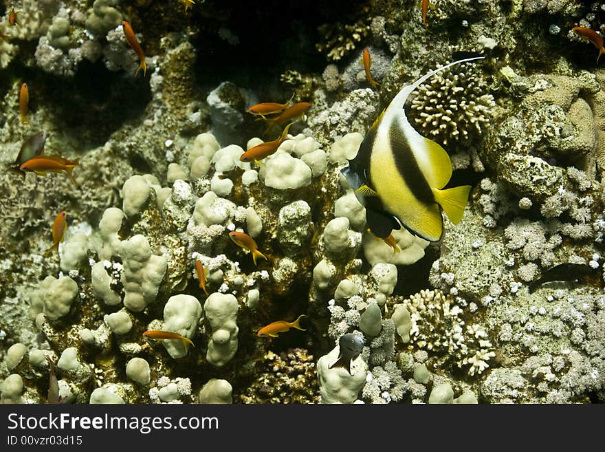 Coral and fish taken in Na'ama Bay.