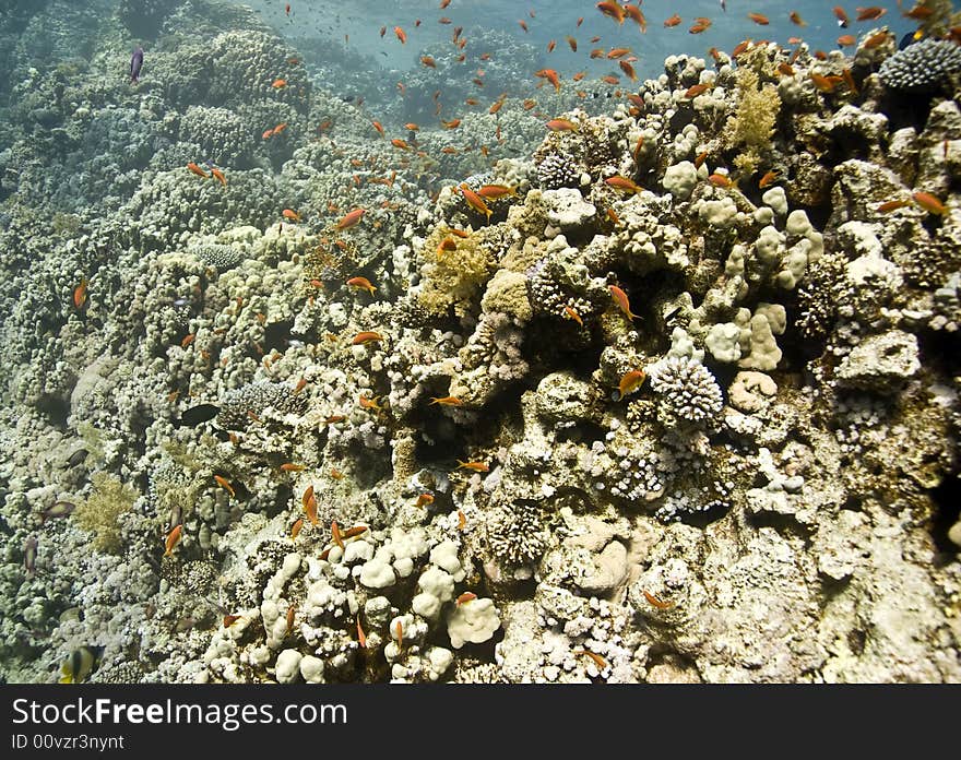 Coral and fish taken in Na'ama Bay.