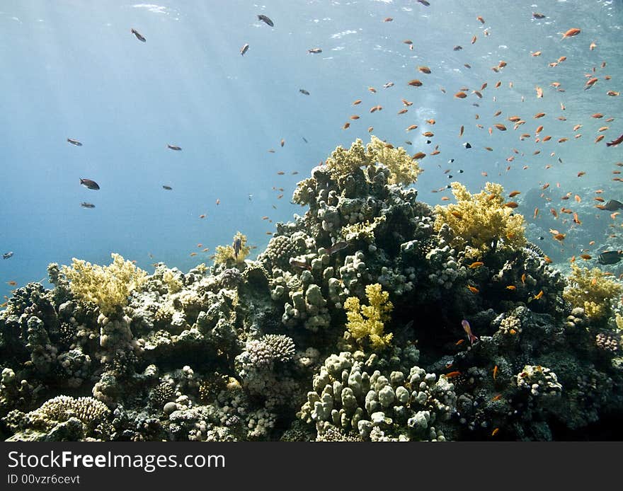 Coral and fish taken in Na'ama Bay.