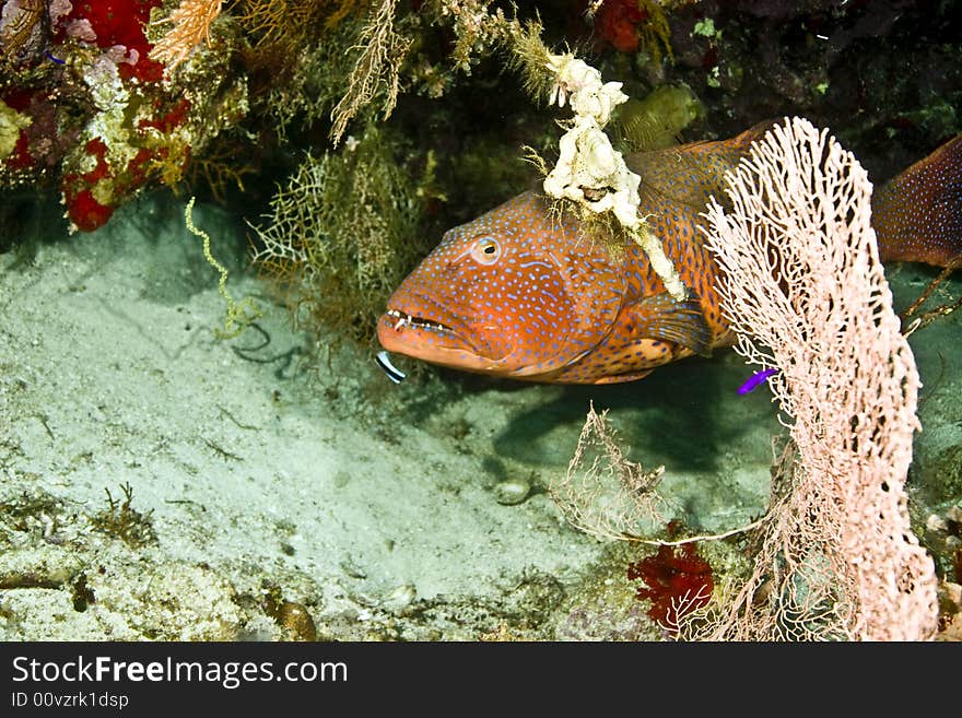 Red sea coralgrouper (Plectropomus pessuliferus) taken in Na'ama Bay.