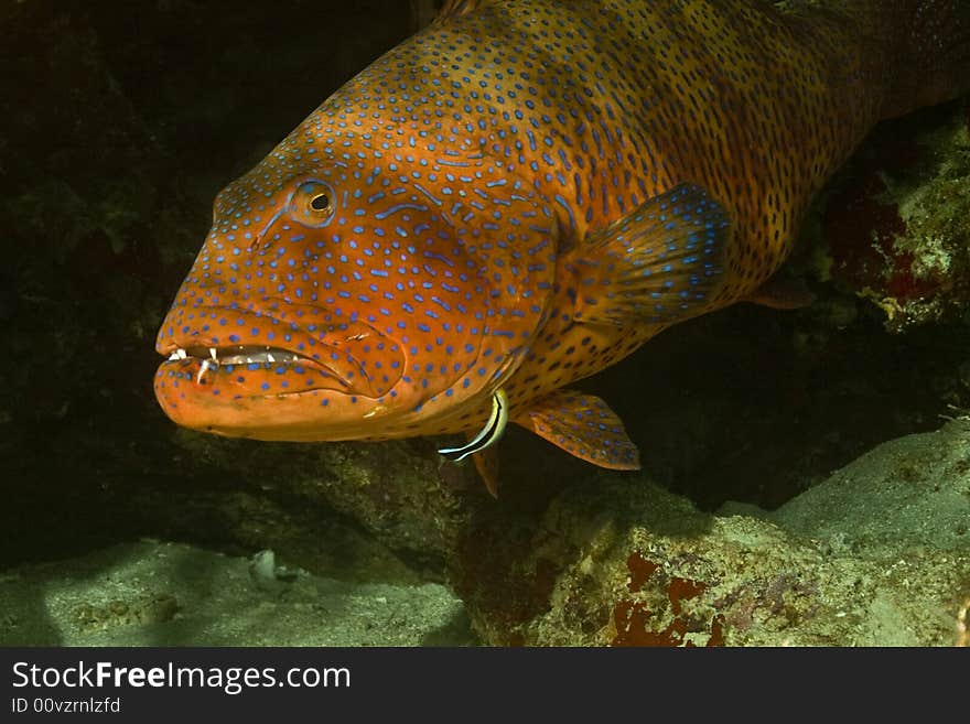 Red sea coralgrouper (Plectropomus pessuliferus) taken in Na'ama Bay.