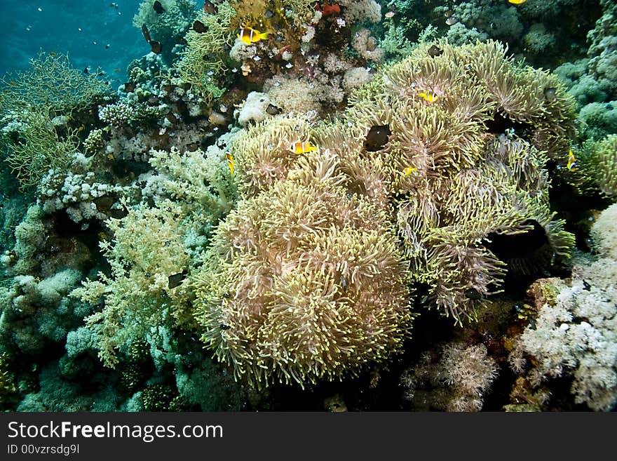 Bubble anemone and anemonefish taken in Na'ama Bay.