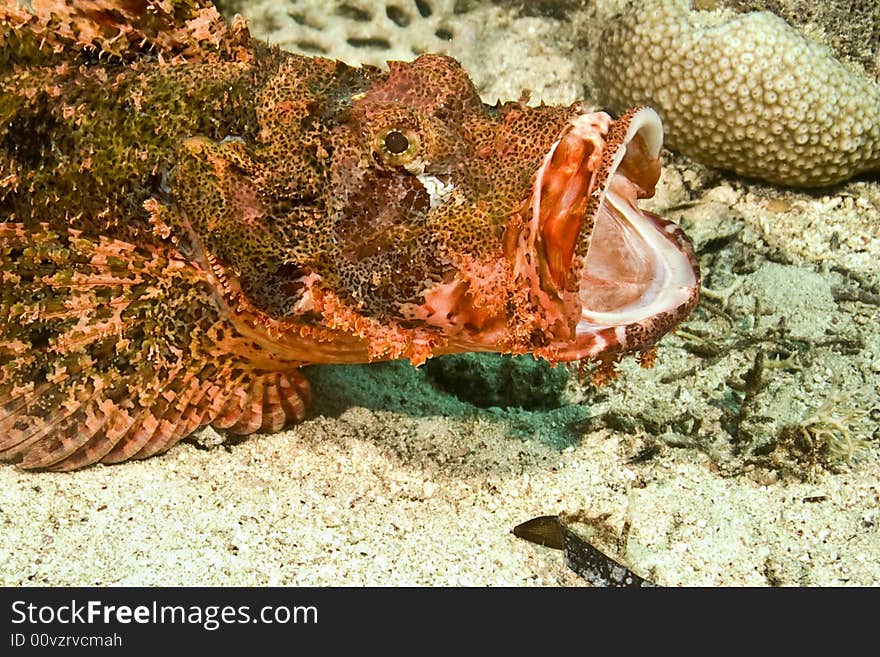 Smallscale scorpionfish (Scorpaenopsis oxycephala) taken in Na'ama Bay.