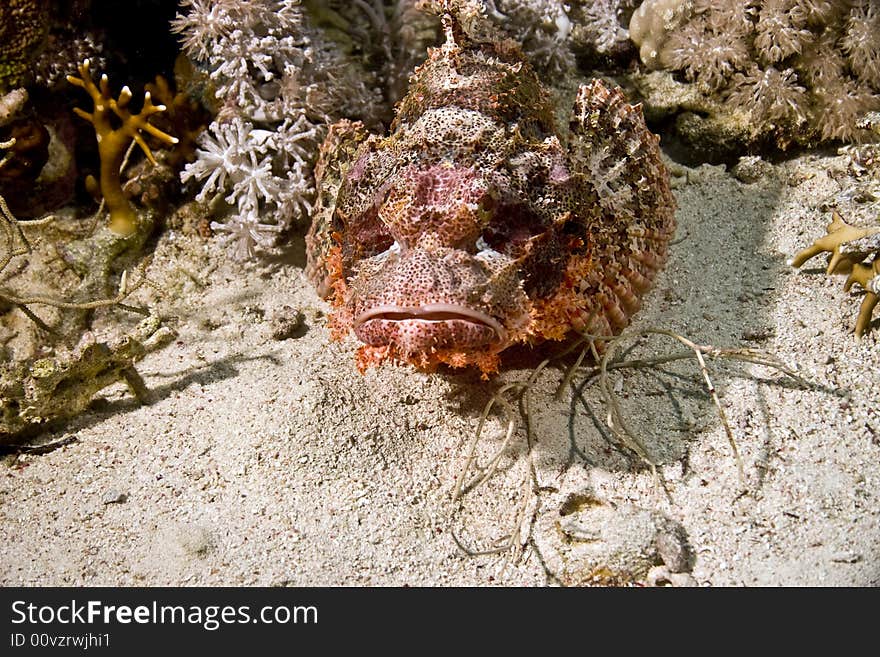 Smallscale scorpionfish (Scorpaenopsis oxycephala) taken in Na'ama Bay.