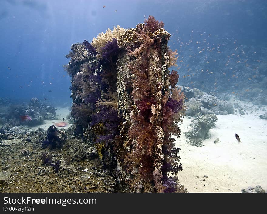 Coral and fish