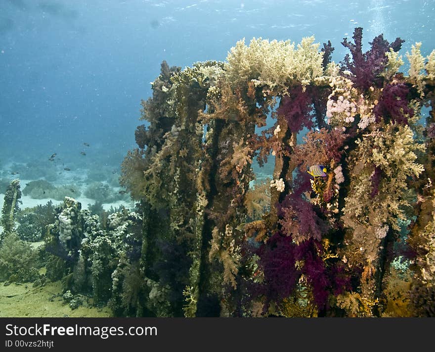 Coral and fish taken in Na'ama Bay.