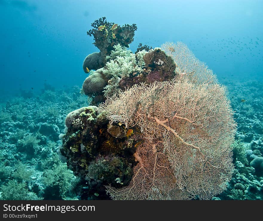 Seafan, Coral and fish