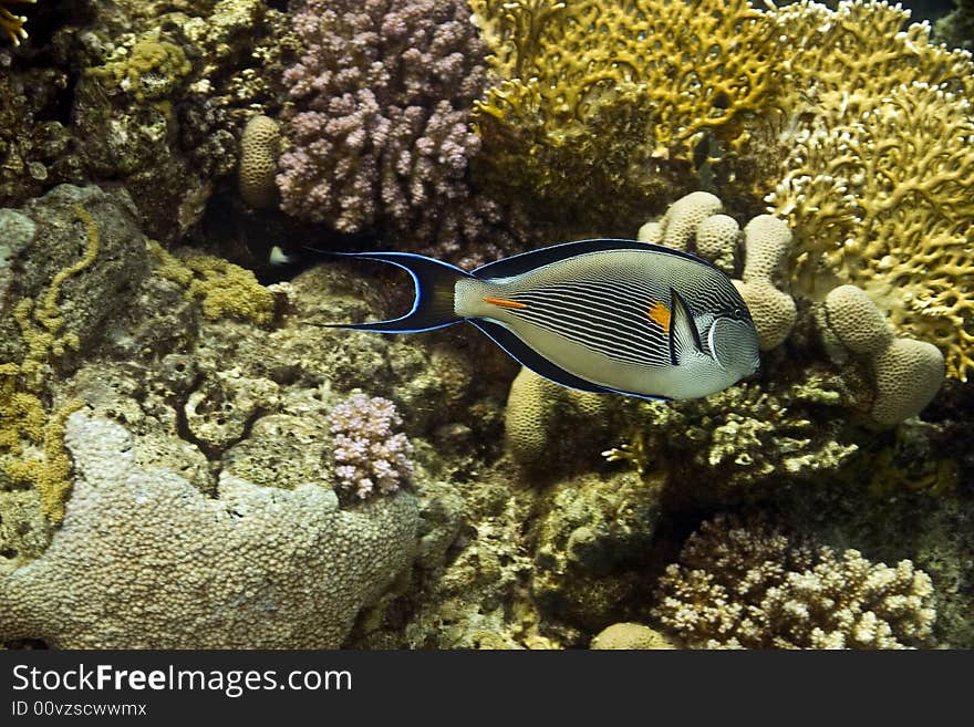 Sohal surgeonfish (Acanthurus sohal)taken in Na'ama Bay.