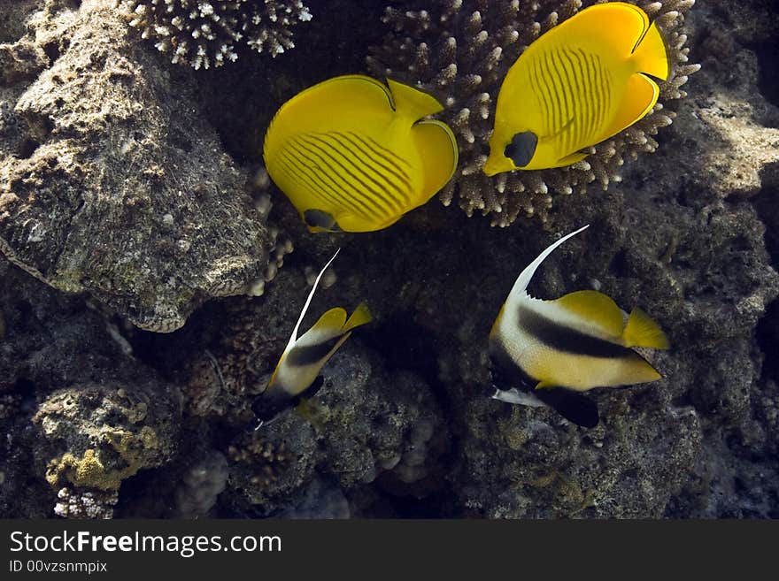 Masked Butterfly Fish and Red sea bannerfishes