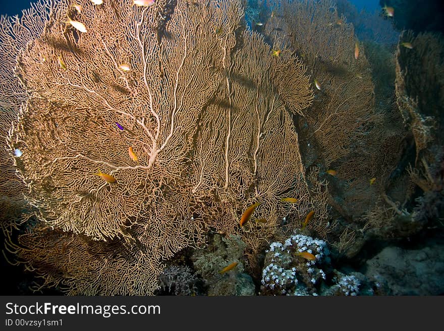 Seafan, Coral and fish taken in Na'ama Bay.