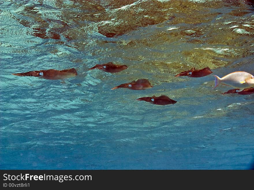 Common reef squid (sepiotheutis lessoniana)