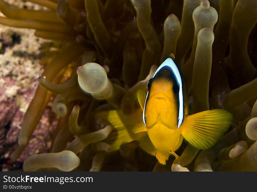 Red sea anemonefish (Amphipiron bicinctus)