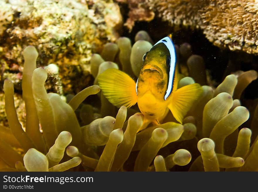 Red sea anemonefish (Amphipiron bicinctus) taken in Na'ama Bay.