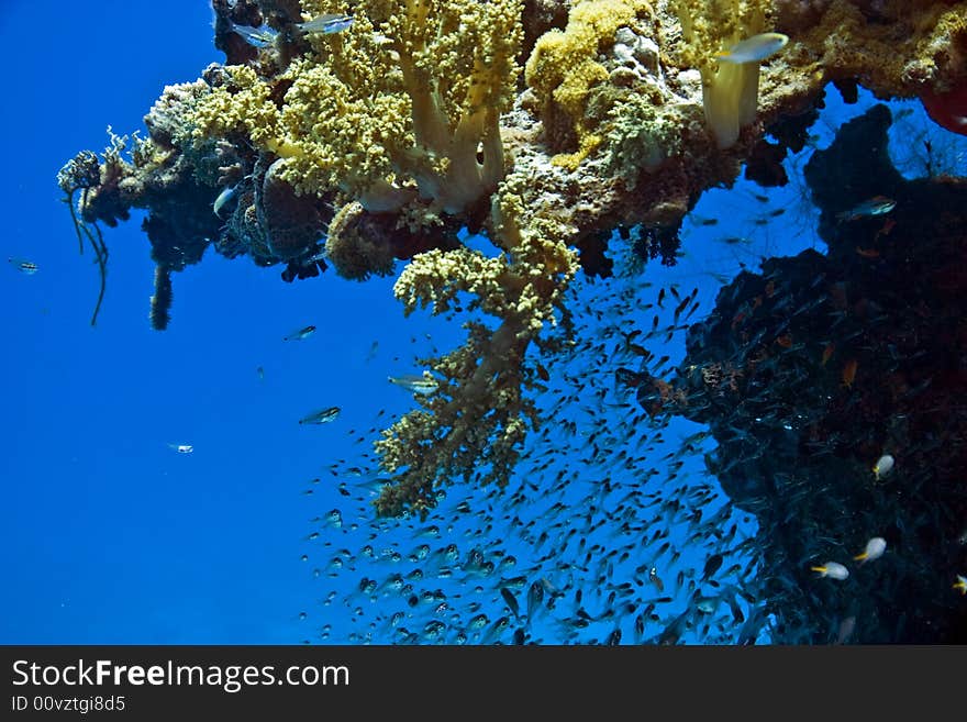 Coral and fish taken in Na'ama Bay.