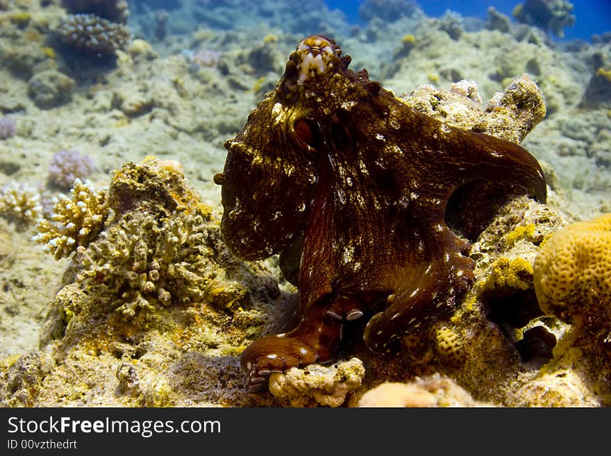 Reef octopus (octopus cyaneus)