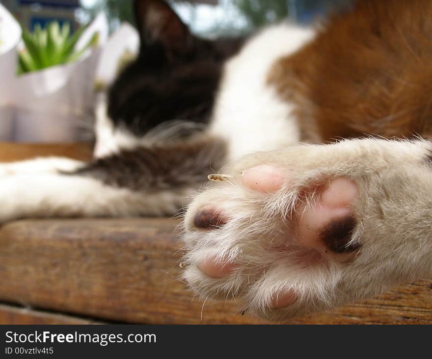 Random photo of a cat relaxin in el tigre. Random photo of a cat relaxin in el tigre