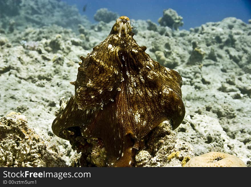 Reef octopus (octopus cyaneus) taken in Na'ama Bay.