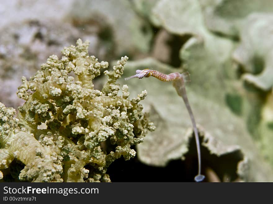 Red Sea Pipefish (corythoichthys Sp.)