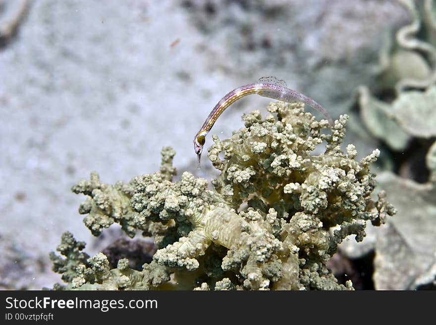 Red sea pipefish (corythoichthys sp.)