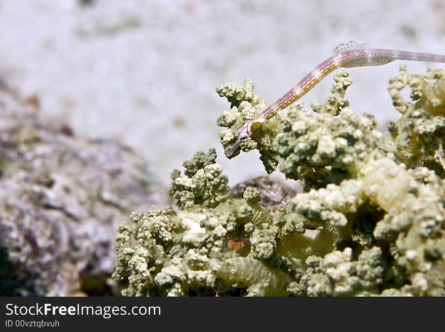 Red sea pipefish (corythoichthys sp.)
taken in Na'ama Bay.