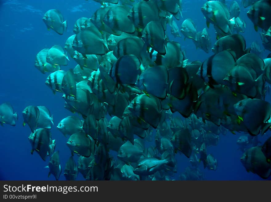 Orbicular spadefish (platax orbicularis)