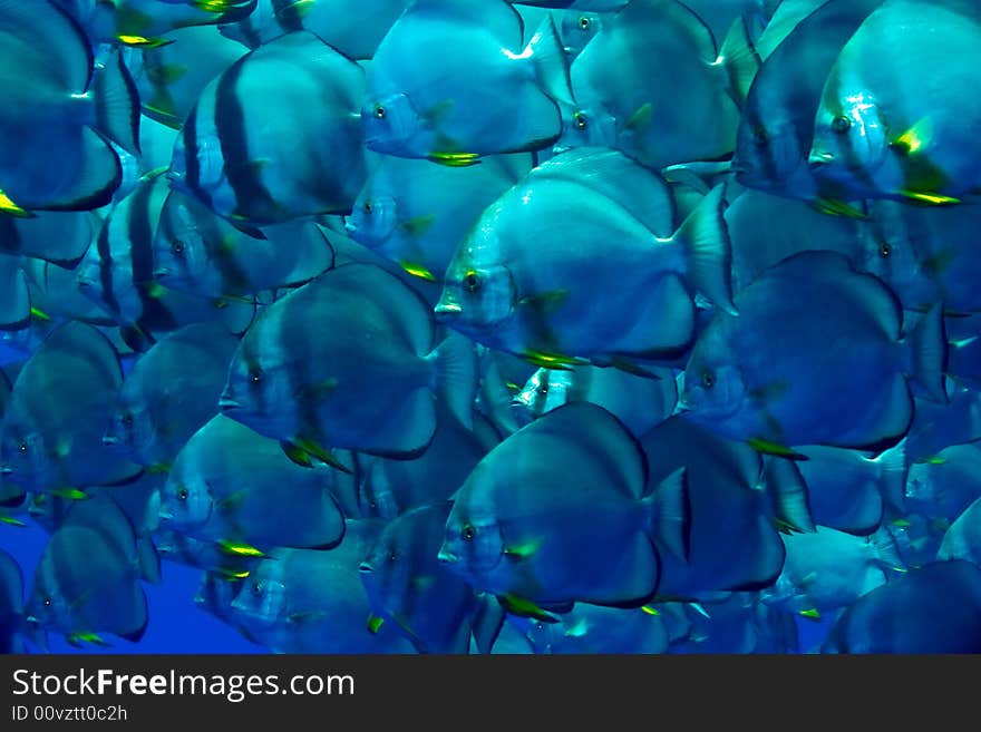 Orbicular spadefish (platax orbicularis)
taken in Ras mohammed.