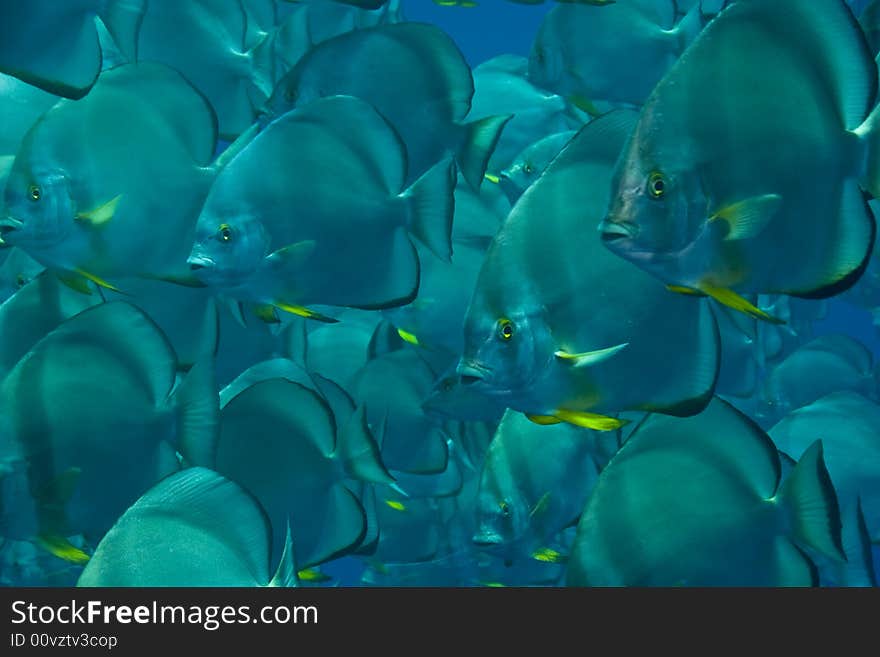 Orbicular spadefish (platax orbicularis)
taken in Ras mohammed.