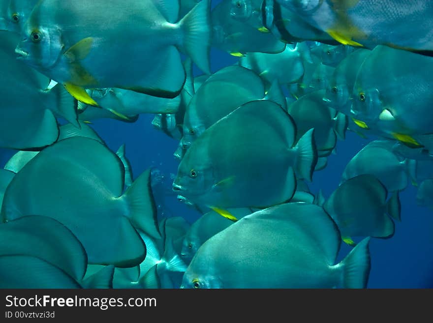 Orbicular spadefish (platax orbicularis)
taken in Ras mohammed.