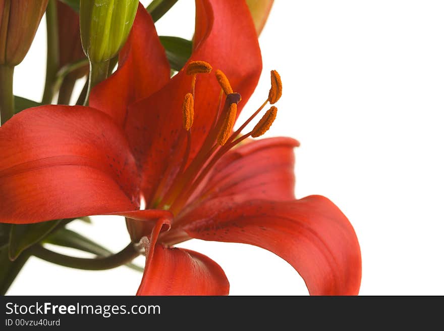 Beautiful Asiatic Lily Bloom on a White Background.