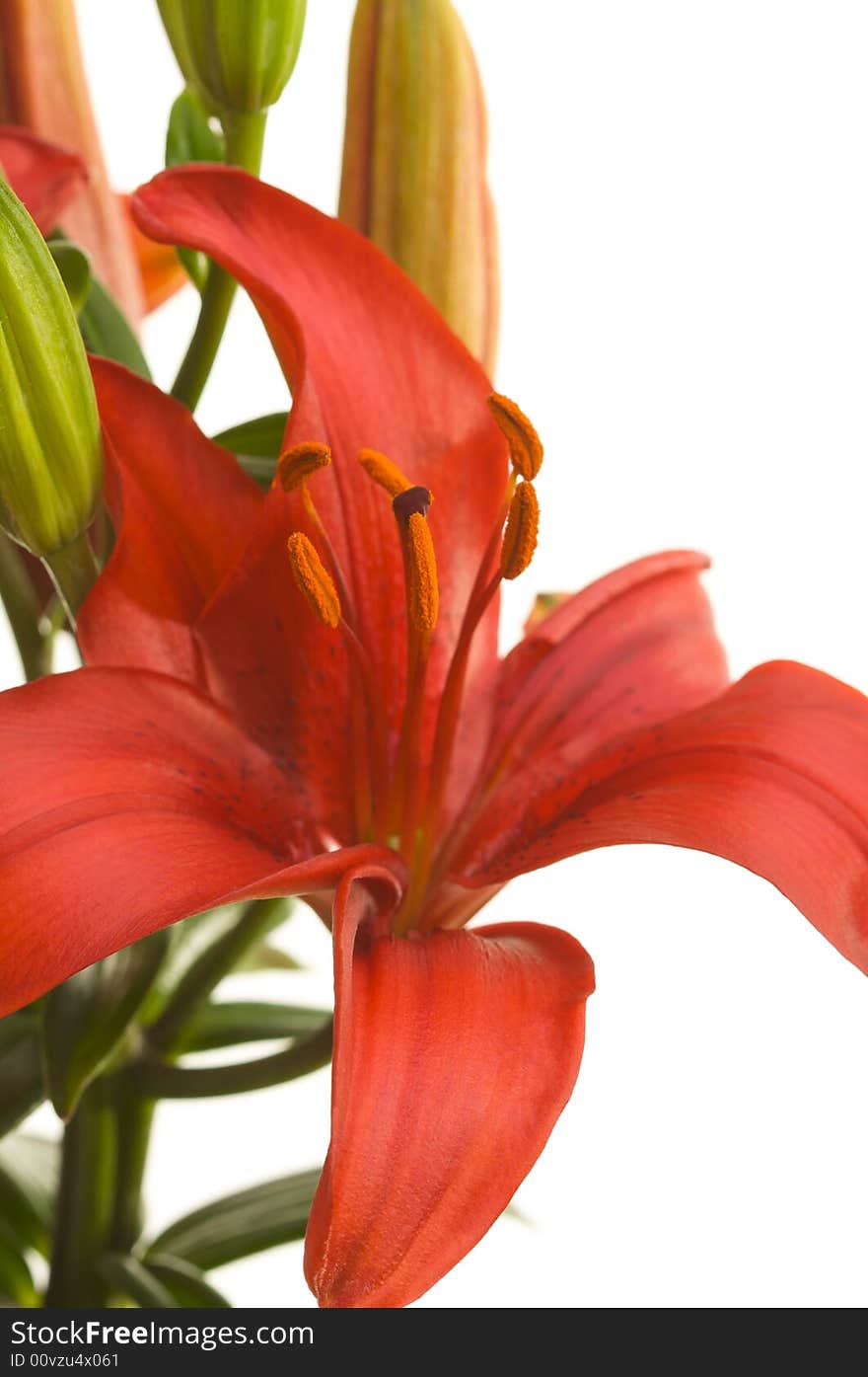 Beautiful Asiatic Lily Bloom on a White Background.