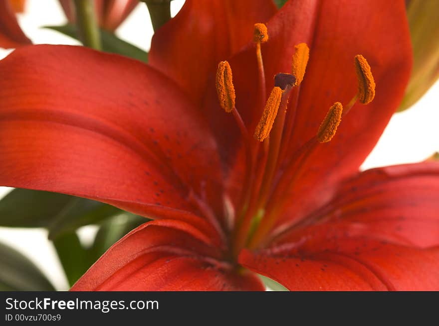 Beautiful Asiatic Lily Bloom on a White Background.