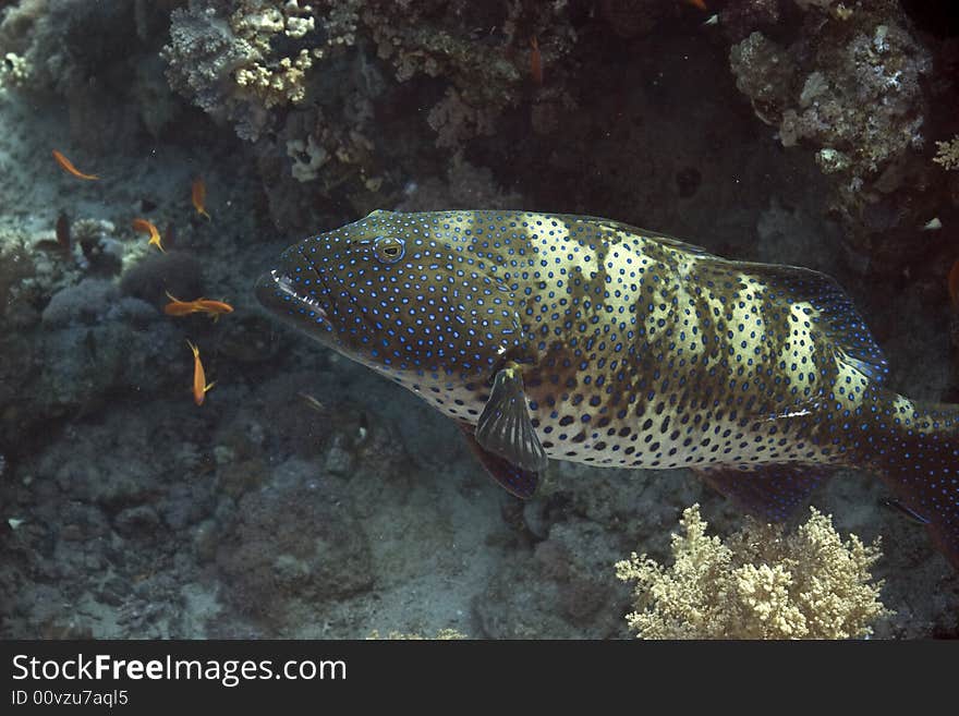 Red sea coralgroupers (Plectropomus pessuliferus) taken in Na'ama Bay.