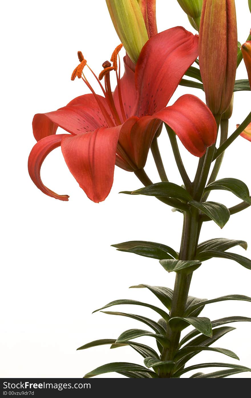 Beautiful Asiatic Lily Bloom on a White Background.