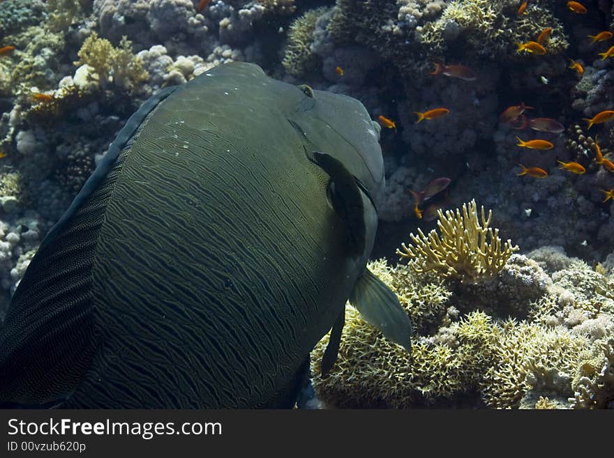 Napoleon wrasse (cheilinus undulatus) taken in Na'ama Bay.