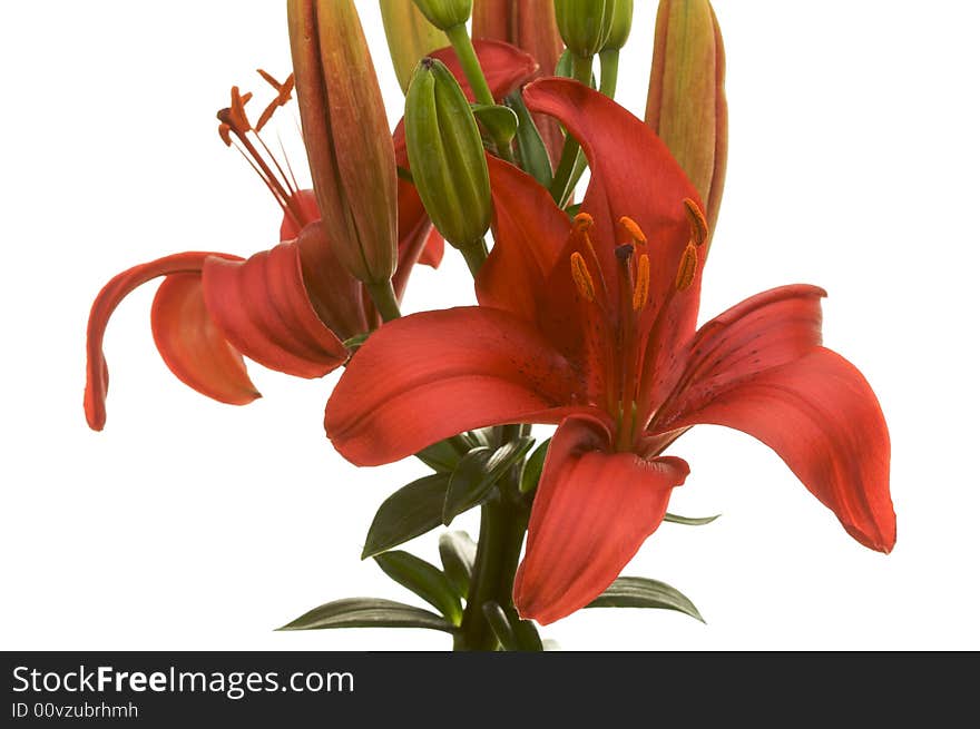 Beautiful Asiatic Lily Bloom on a White Background.