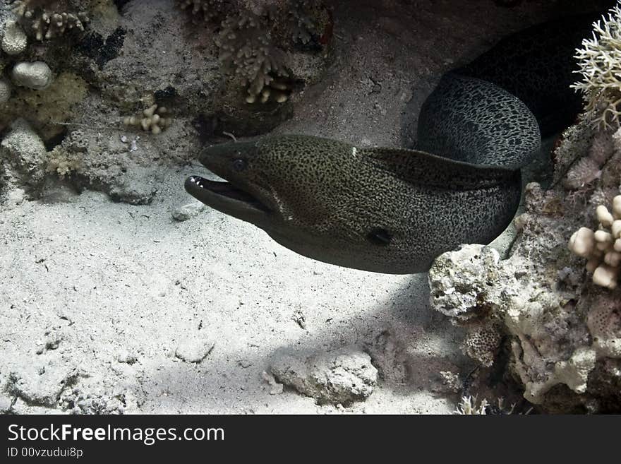 Giant moray (gymnothorax javanicus) and napoleonfish taken in Na'ama Bay.