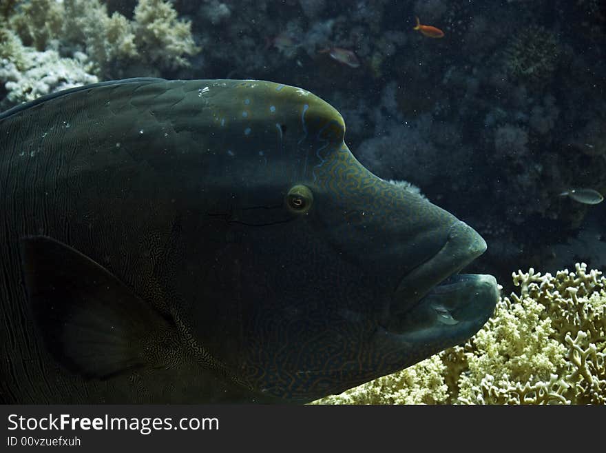 Napoleon wrasse (cheilinus undulatus) taken in Na'ama Bay.