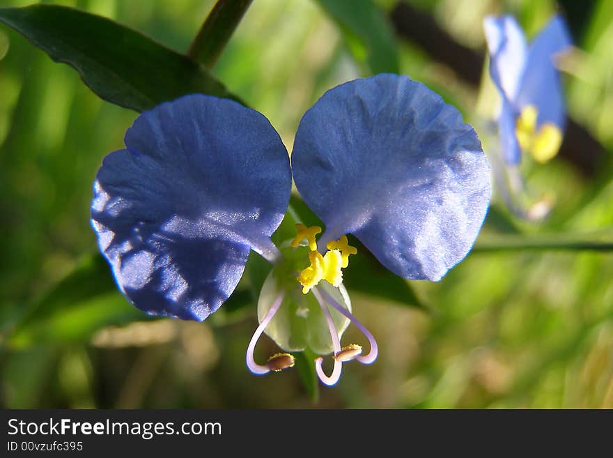 Photo of colourful blue flowers