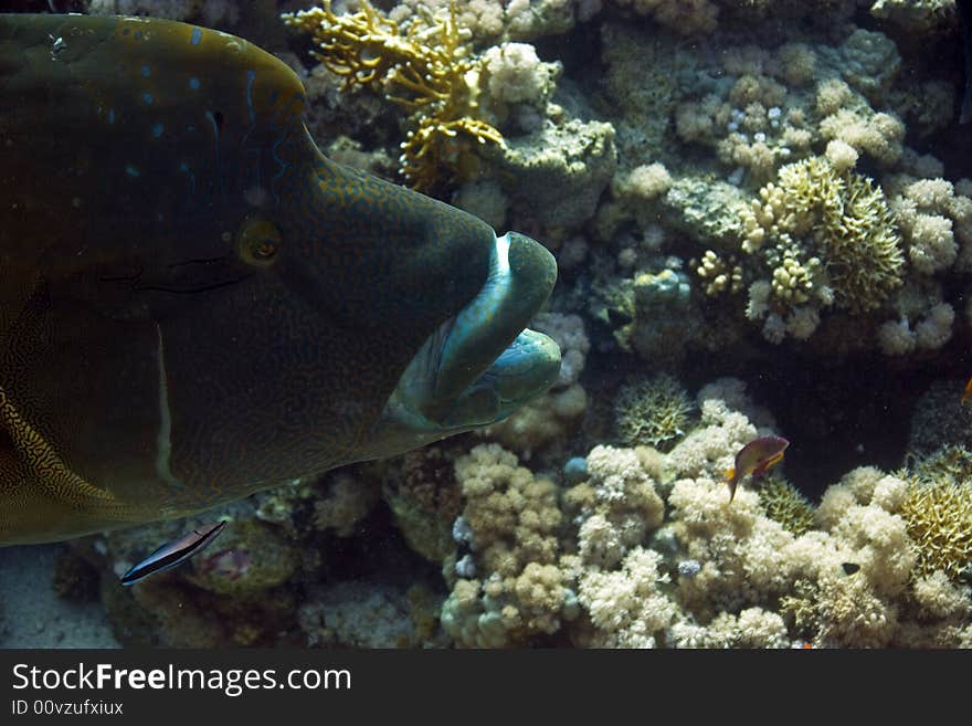 Napoleon Wrasse (cheilinus Undulatus)