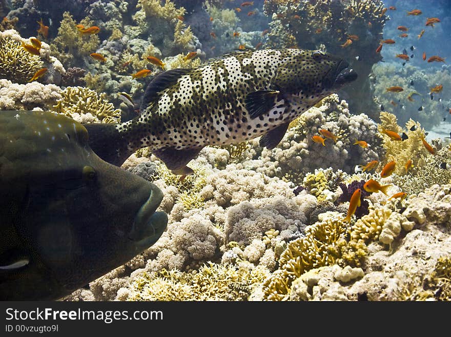 Napoleon wrasse (cheilinus undulatus) and coralgrouper taken in Na'ama Bay.