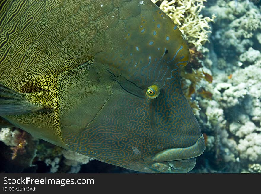 Napoleon wrasse (cheilinus undulatus) and coralgrouper taken in Na'ama Bay.